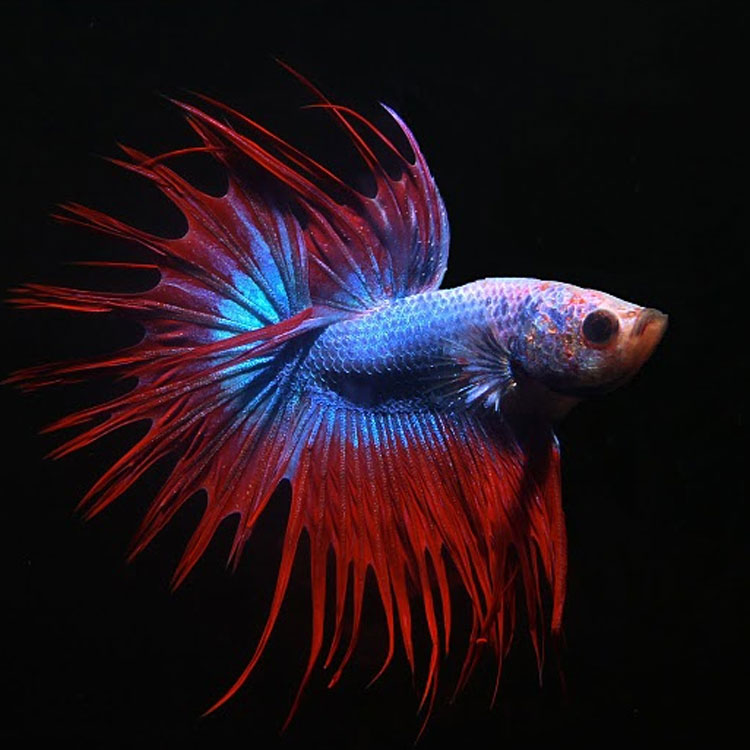 Combattant crowntail