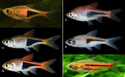 Différentes variétés du poisson Arlequin