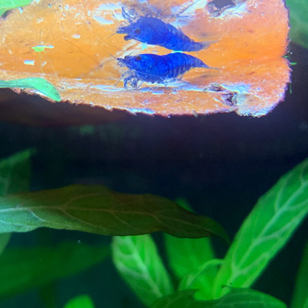 Crevette blue velvet sur une feuille en surface