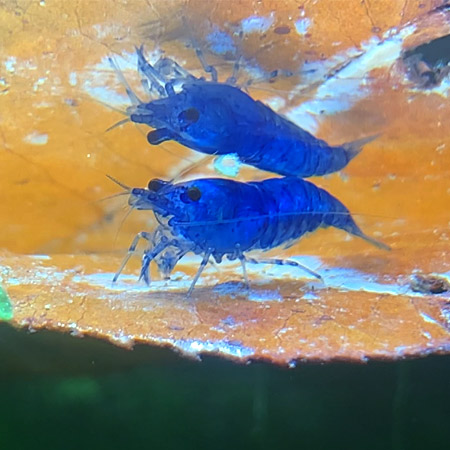 Crevette bleue d'aquarium
