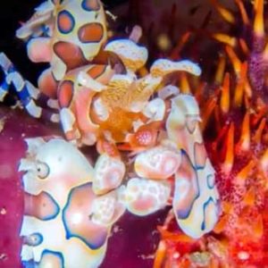 crevette marine de vive couleur