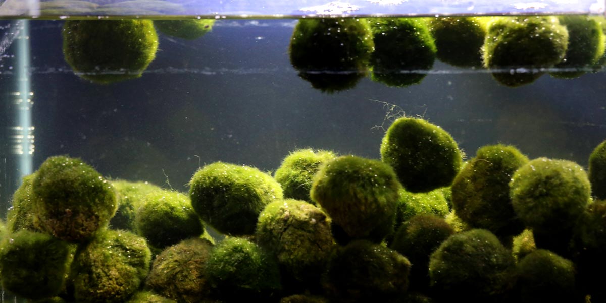 Cladophore qui est une algue pour aquarium