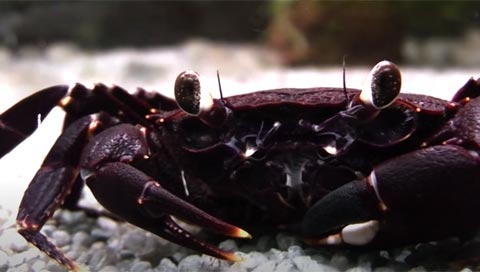Crabe violet de Matano