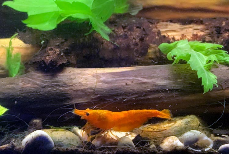 Crevette orange pour aquarium