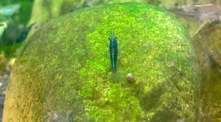 Crevette bleue sur une roche
