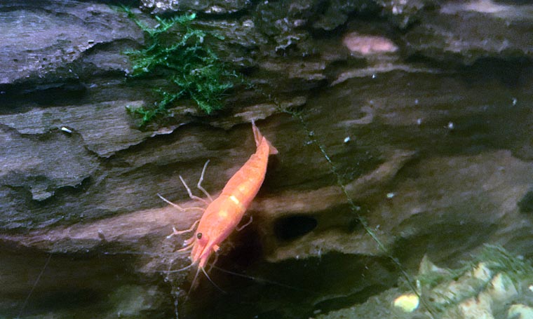 Crevette pour aquarium orange et mousse