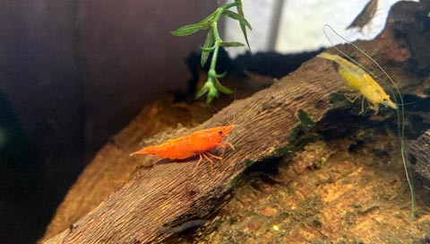 Crevette orange pour aquarium