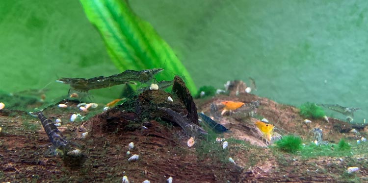 Crevette bleue d'aquarium avec d'autres espèces de crevettes