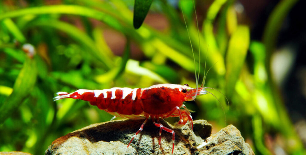 Crevette pour nano aquarium crevette Cantonesis Pinto