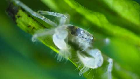 Faux-crabe araignée