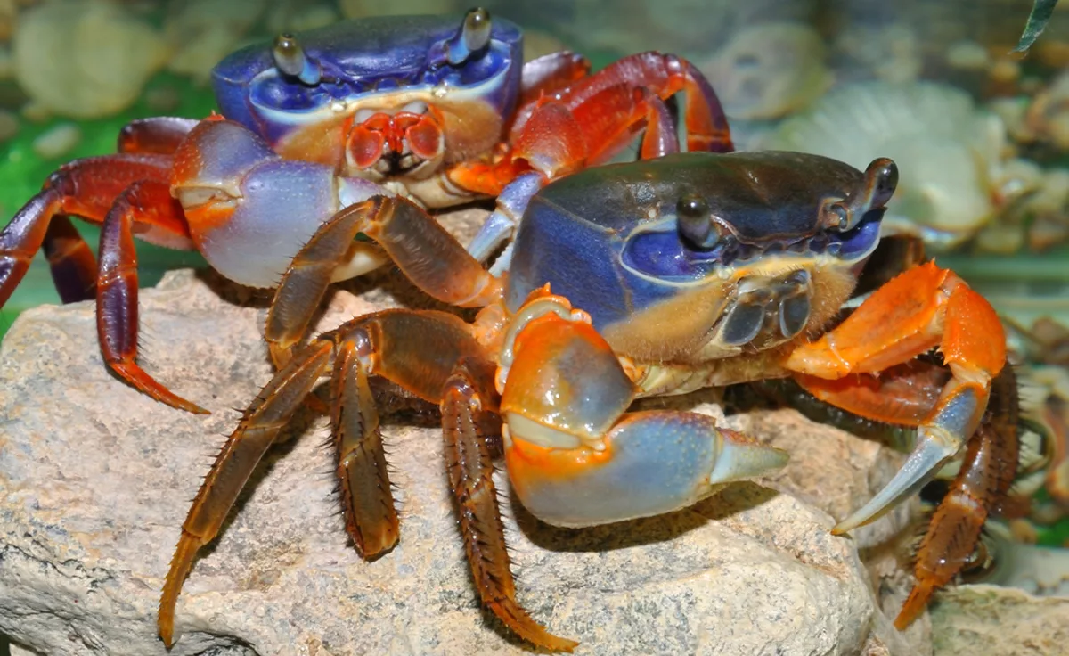 crabe tricolore