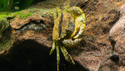 Crabe sp Mekhong
