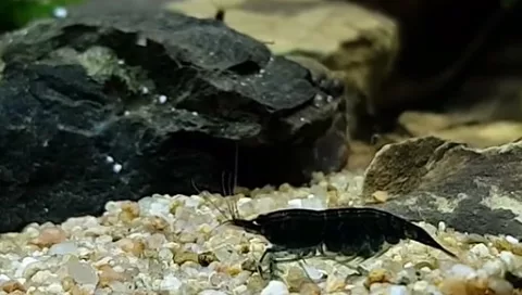 Crevette noire pour aquarium