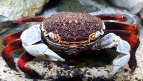 Crabe à pinces blanches