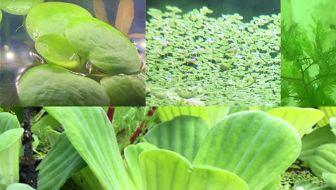 Quelles plantes aquatiques pour les crevettes d’eau douce ?
