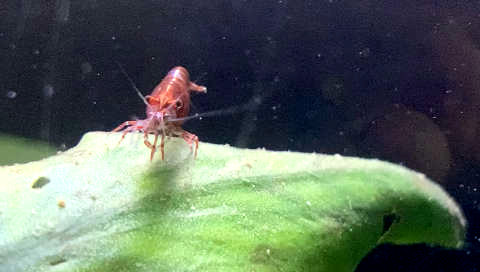 Reproduction des crevettes d’aquarium