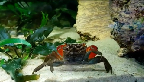 Crabe de mangrove