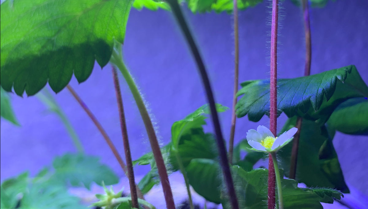 fleur de fraisier des bois