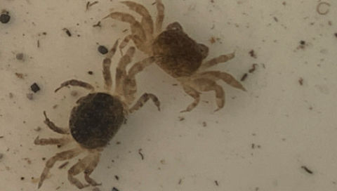 Crabe nain fantôme