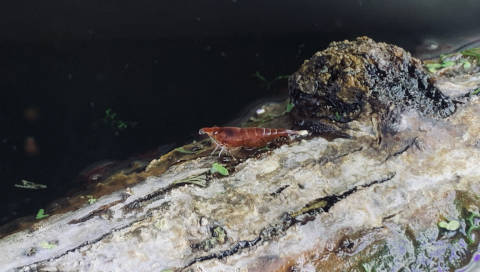 Mes crevettes sortent de l’eau ?
