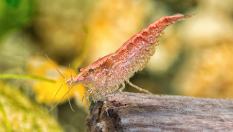 Mode de communication et intelligence des crevettes d’aquarium