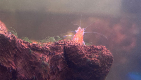 Les maladies des crevettes d’aquarium