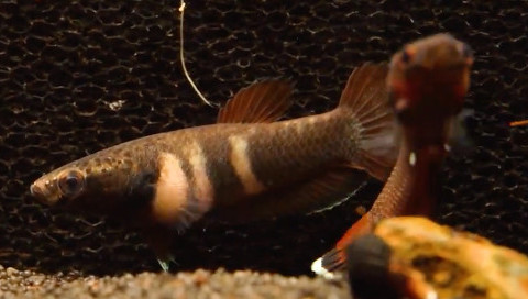 Le combattant à tête de serpent