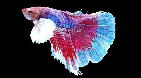 Pourquoi mon poisson combattant est-il mort ?