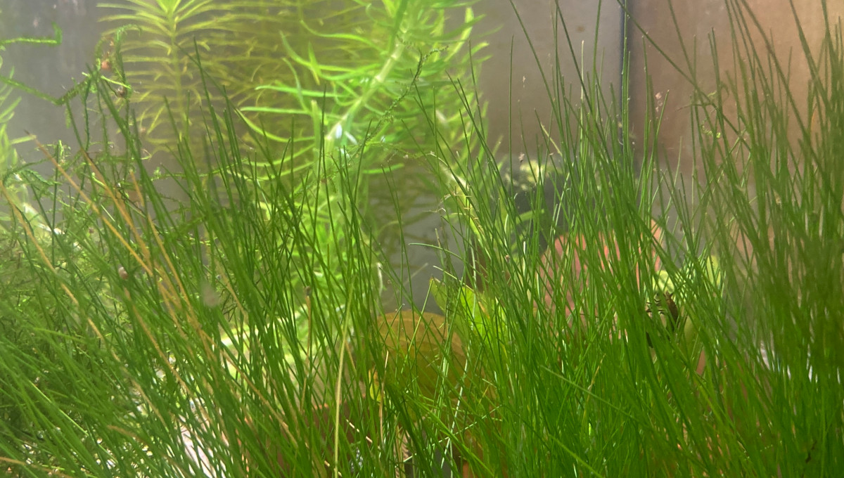 Éleocharis gazonante naine