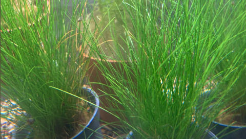 Éleocharis gazonante naine