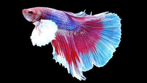 Pourquoi mon poisson combattant est-il mort ?