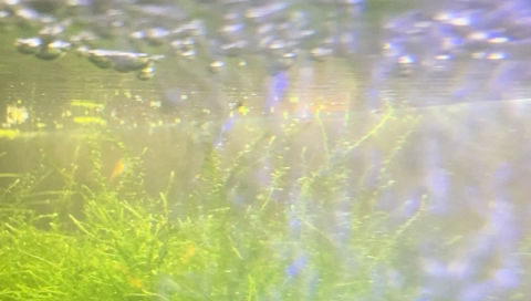 Une eau saine pour vos crevettes d’aquarium
