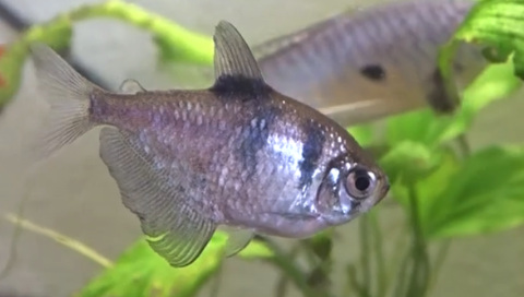 Tetra veuve noire