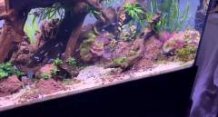 Tetra néon