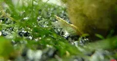 Crevette verte pour aquarium