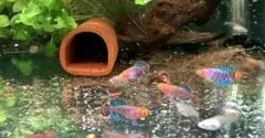 petit poisson multicolore