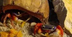 Crabe violet et blanc