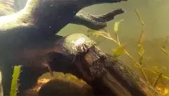 Crabe de rivière