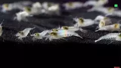 Crevette Davidi blanche