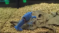 Écrevisse bleue aquarium