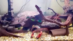 Grande écrevisse rouge d'aquarium