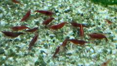 Groupe de Néocaridina rouge