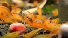Crevette orange Propinqua