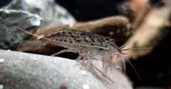 Crevette d'aquarium à plumeau