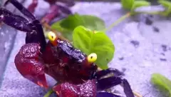 Crabe vampire violet