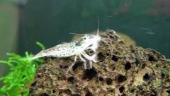Crevette saltarelle koros