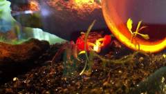 Crabe à pinces rouges devant sa cachette