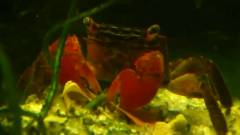 Crabe à pinces rouge
