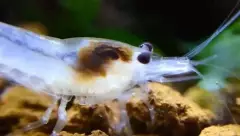Crevette d'aquarium blanche et transparente