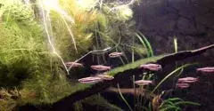 Petit poisson de banc en aquarium